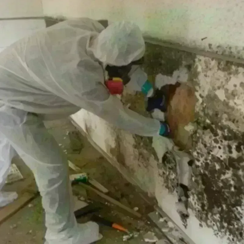 Mold Remediation and Removal in Redding, CA